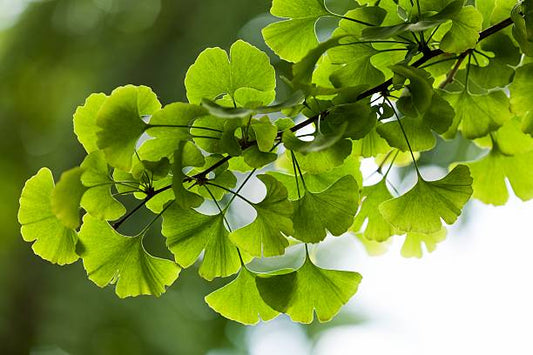 The Benefits of Ginkgo Biloba for Brain Health