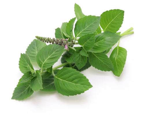 Holy Basil: Nature’s Stress Reliever?
