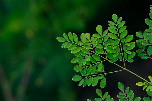 Is Moringa the Next Super Supplement?