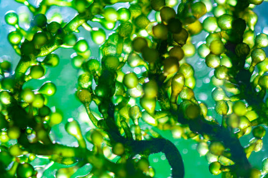 Algae-Based Supplements: A New Superfood?