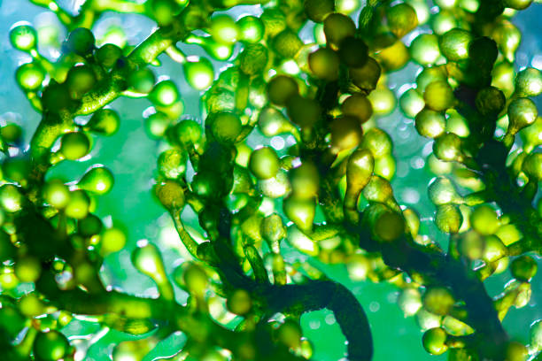 Algae-Based Supplements: A New Superfood?