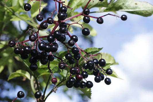 Elderberry: Immune-Boosting Myth or Medicine? - VetAverve